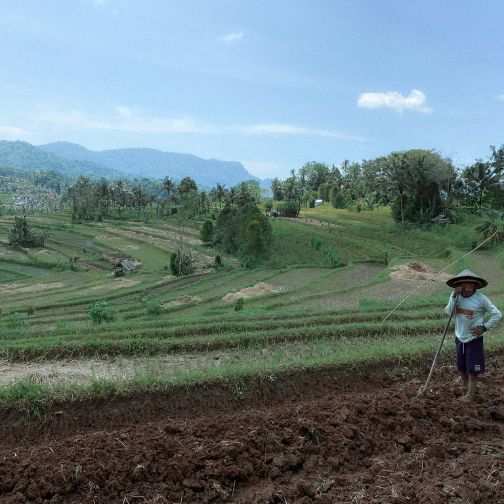 monsieur et rizière à bali