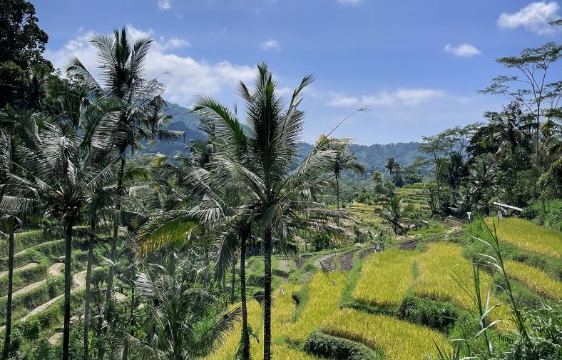 randonnée rizière à bali