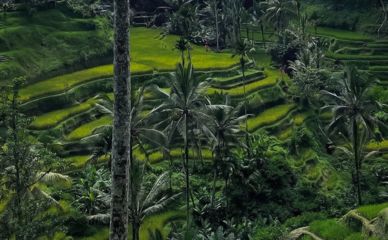 Rizière à bali