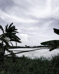 Rizière et eau