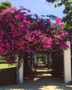 fleur en espagne