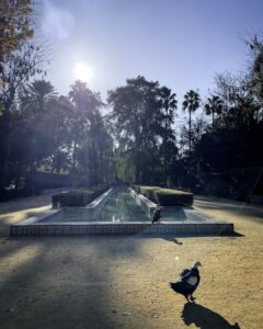 parc et oiseaux