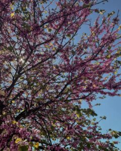 printemps